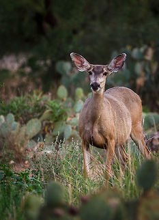 Pregnant Arizona Mule Deer Almost ready to give birth. Not as skittish as I would have thought. I was able to get within 10m or so. Mule Deer,Odocoileus hemionus