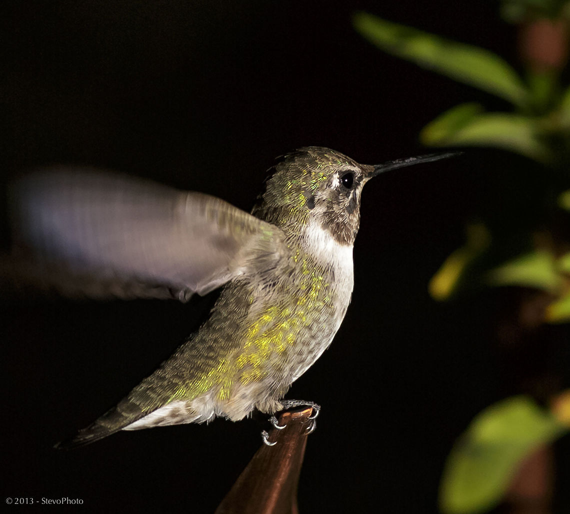 Anna's Hummingbird Test Flight A female perched and ready for take off! Annas hummingbird,Calypte anna