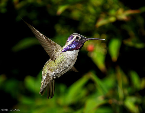 Lucifer Hummingbird The detail captured in this shot was the result of using (3) speedlites at close distances (approx 15 - 20cm). I positioned the light sources in the normal glide path it uses to get to a feeder. I think I took over 50 shots during a 4 hours shoot and captured just a handful of keepers.  Calothorax lucifer,Calypte costae,Costas hummingbird,Lucifer sheartail