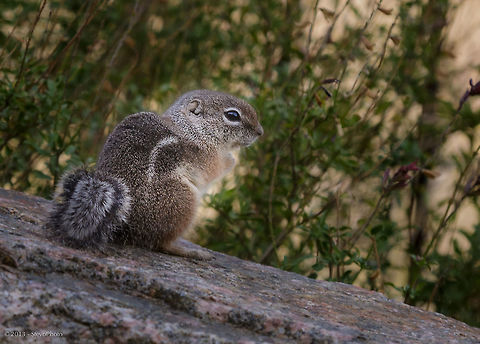 Natural Light This "wild" squirrel was sitting just right to capture a little bit of sunlight kissing its body to bring out some good contrast. Ammospermophilus harrisii,Harriss antelope squirrel