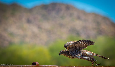 Cooper's Hawk in Flight This is a "wild" Cooper's Hawk flying across my iron fence in my backyard in Arizona. Just missed a full body flight at close range. ALMOST! Accipiter cooperii,Coopers Hawk