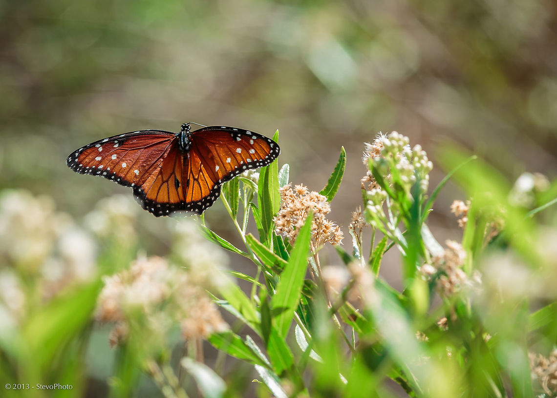 Paper Like Wings I liked this shot as it demonstrates how paper like their wings truly are. Danaus gilippus,Danaus plexippus,Monarch,Queen