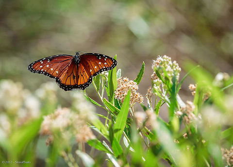 Paper Like Wings I liked this shot as it demonstrates how paper like their wings truly are. Danaus gilippus,Danaus plexippus,Monarch,Queen