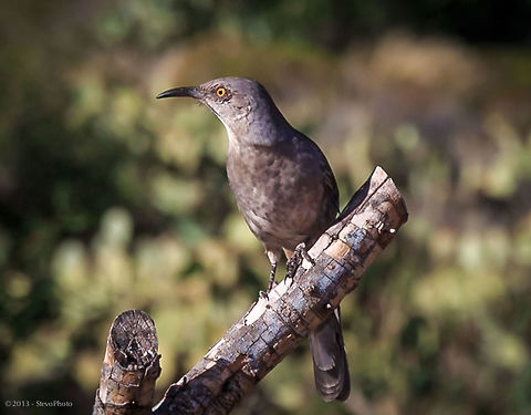 Facing the Sun I really enjoyed taking this shot. I was sitting for several hours waiting for birds to perch on this dead tree branch to take advantage of the great colors in the background. This thrasher definitely complimented the scene with a great pose. Curve-billed thrasher,Toxostoma curvirostre