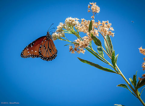 Balanced This image simply draws me in. I hope you like it. Danaus gilippus,Danaus plexippus,Geotagged,Monarch,Queen,United States