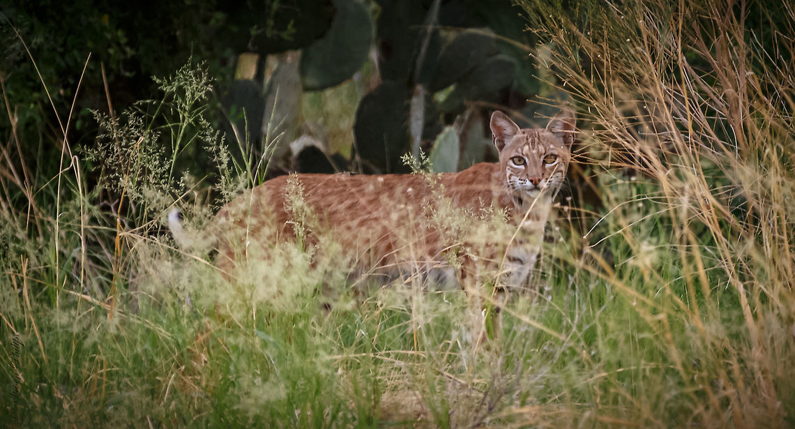 #3 Bobcat Same bobcat in my other posts. Simply stunning in the wild. Bobcat,Lynx rufus