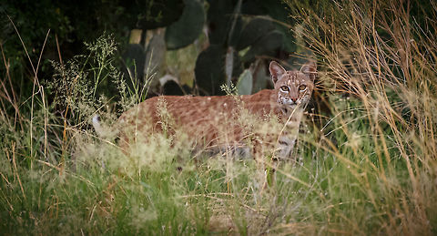 #3 Bobcat Same bobcat in my other posts. Simply stunning in the wild. Bobcat,Lynx rufus