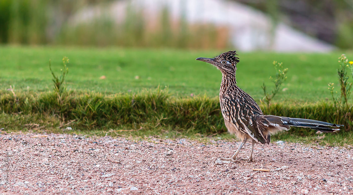 Wild Roadrunner These birds are incredibly fast moving, love to eat anything that moves, and can catch lizards, mice, rats, and ground level birds. They do not fly but move like the wind on the ground. Geococcyx californianus,Greater Roadrunner
