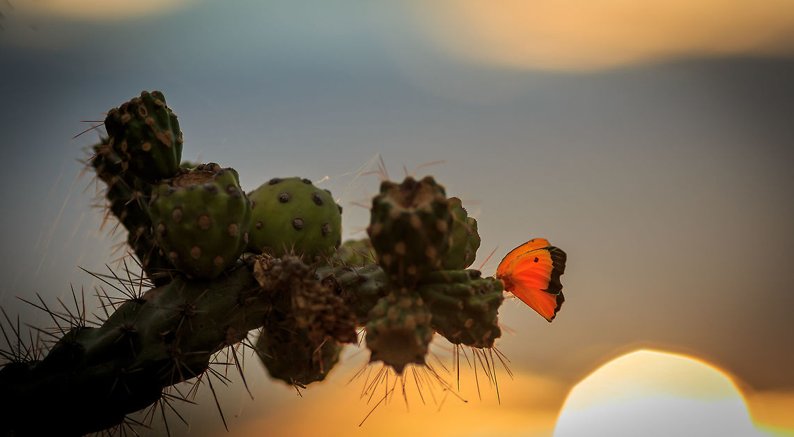 Last Meal before Sundown This Sleepy Sulfur (Abaeis nicippe) butterfly is having its last meal for the day. The glow was a nice gift from the sun. Abaeis nicippe,Eurema nicippe,Sleepy Orange,sleepy sulfur