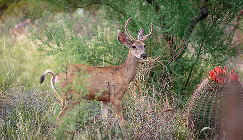 Desert Life is Tough! View at full size to get an idea what these mule deer go through to survive in the harsh desert environment. The scares are not just from cactus they are probably from close calls with bobcats and coyotes. Mountain Lions are present but a deer would not escape from its attack. Mule Deer,Odocoileus hemionus
