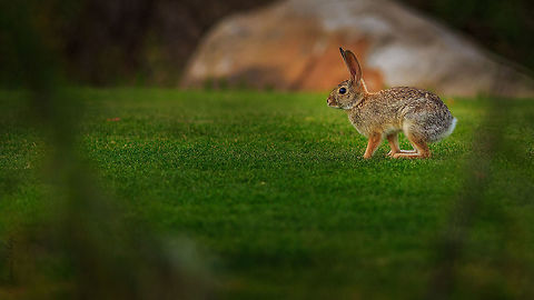 Desert Cottontail This cottontail is a main food source for the local predators. Abundant food source to sustain life here. Desert cottontail,Sylvilagus audubonii