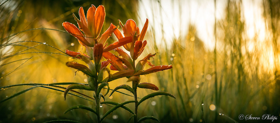 Sunrise Magic in the Desert Dew, sunrise, and glorious golden tones made for a wonderful final image of this wholeleaf paintbrush. I am still researching. Castilleja integra,Indian paintbrush,dew,morning,sunrise