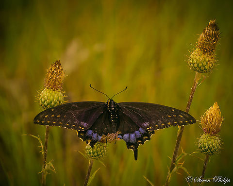 Parsnip at Dusk The golden tonality was due to the sunsetting on a cloudy night at an altitude of 1700m. The lighting made for an interesting capture as it really brought out the texture of the wings of this swallowtail. Black Swallowtail,Papilio polyxenes
