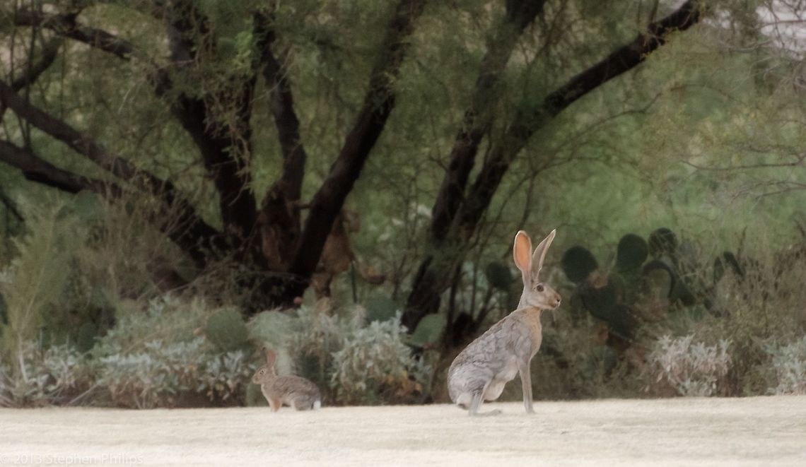 Time Out Sorry for the poor image quality. I had a split second to take this shot, I had hand shake, in manual mode so setting were wrong, and it was poor light. This is a real picture of a common Cottontail backing to a Antelope Jackrabbit. They normally do not co-exist so I don't know what was going on here but it was a sight!! Antelope jackrabbit,Lepus alleni