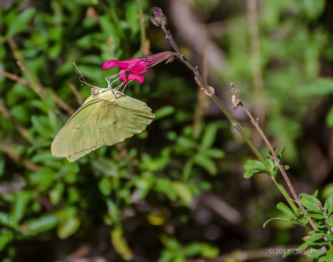 Sulphur Time Arizona common cloudless sulphur are abundant in spring after good late winter rains the Salvia greggii are in full bloom. Cloudless sulphur,Phoebis sennae,Salvia greggii