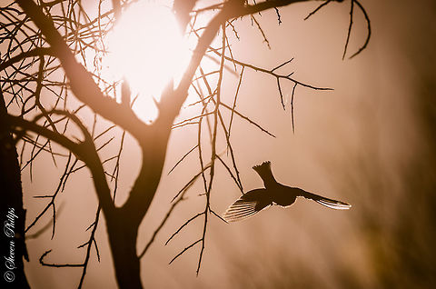 House Sparrow at Sunrise Early morning light, new day, fresh glow of the sun... peaceful! Carpodacus mexicanus,House Finch,Passer domesticus,birds,black and white,sepia,sunrise