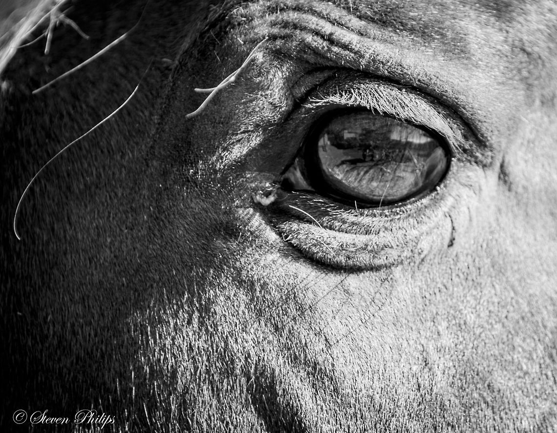 Free Range Mustang Free range mustangs roam the Arizona desert. This one was in a domestic situation although still free range. Domestic horse,Equus ferus caballus