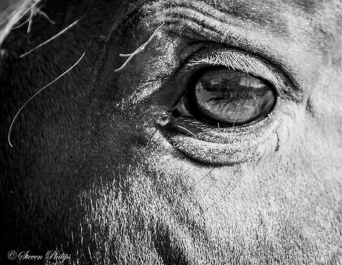 Free Range Mustang Free range mustangs roam the Arizona desert. This one was in a domestic situation although still free range. Domestic horse,Equus ferus caballus