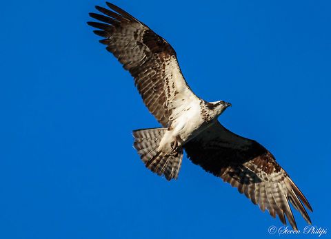 Osprey near Grand Canyon This parent osprey was protecting its nesting hatchlings (also in gallery). First time to witness how protective they are over their young. Very aggressive toward intruders (photographers). Osprey,Pandion haliaetus