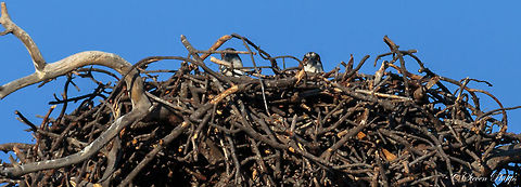 Nesting chicks This image was from over 100m away so resolution is very low. I was fortunate that the parent osprey were so protective of their young that even at this distance their calls forced the chicks heads to pop up to see what the commotion was all about. I was able to snap off a couple of "semi keepers" Osprey,Pandion haliaetus