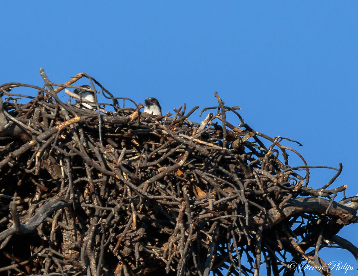 Nesting chicks #2 Second long shot (100m) of chicks nesting at Grand Canyon Osprey,Pandion haliaetus