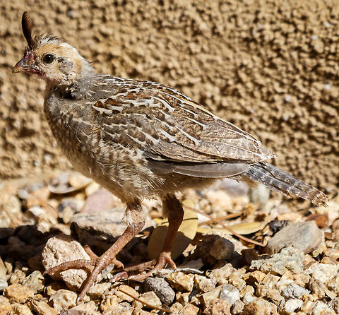 Weeks old Gambel Quail Quail chicks grow incredibly fast but have a low survival rate in the Arizona Desert. Out of 15+ in a hatch on 2 - 3 will make it to adult hood. Callipepla gambelii,Gambels quail