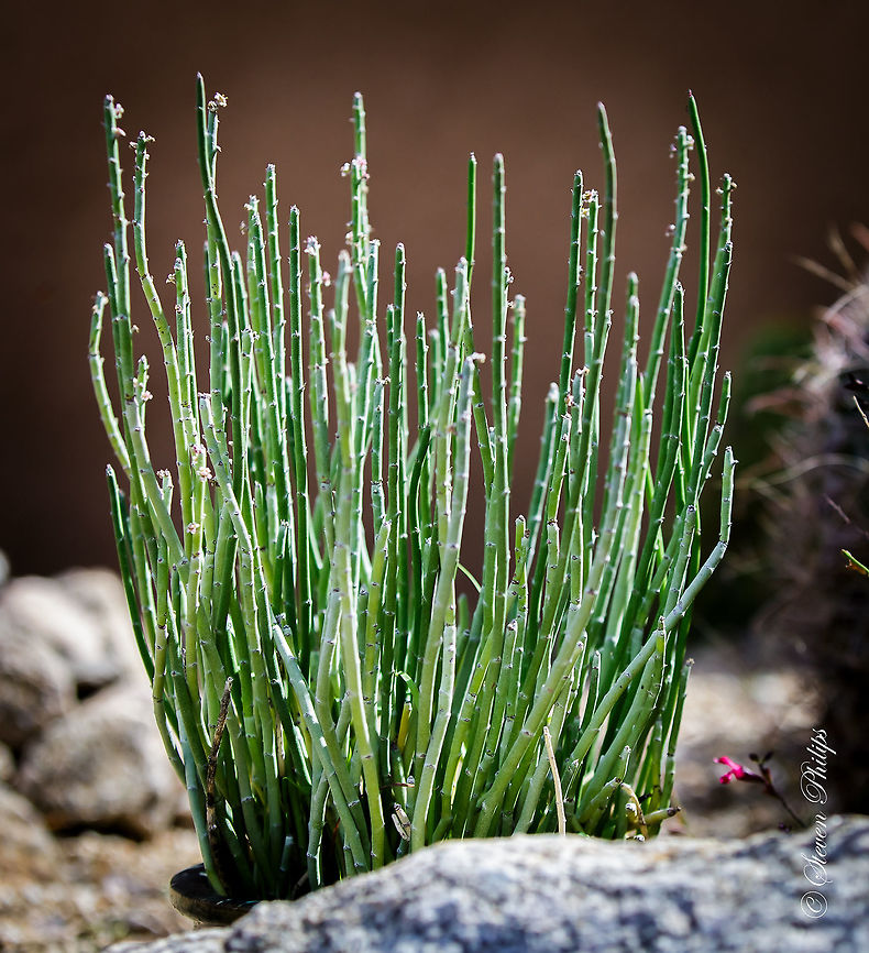 Ornamental Foliage This cactus is not native to Arizona but it is used in residential landscapes.  Euphorbia antisyphilitica