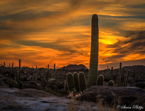 Great Saguaro at Sunset A picture perfect sunset in the Arizona Desert Carnegiea gigantea,Saguaro