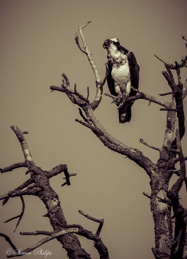 Old West Osprey From the Grand Canyon area this same osprey in other images within this gallery is presented in "the old west" style. Osprey,Pandion haliaetus