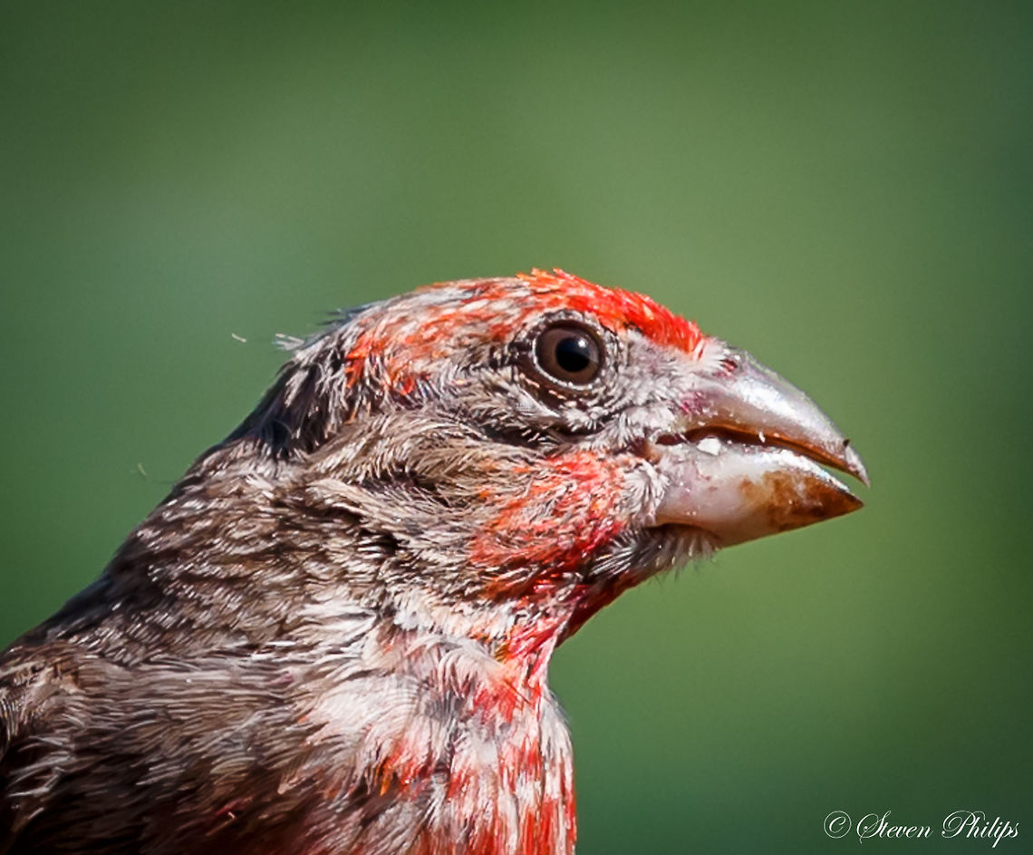 What? Common house sparrow with "catch light"... that's fun! Carpodacus mexicanus,House Finch