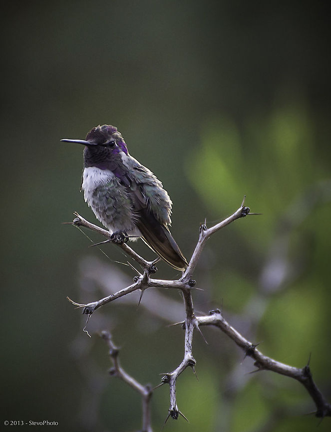 Morning Dew Morning after a early morning rain in the Arizona desert. This hummingbird looks as though he is "just" towel dried! Calothorax lucifer,Calypte costae,Costas hummingbird,Lucifer sheartail