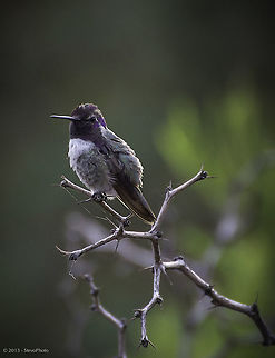 Morning Dew Morning after a early morning rain in the Arizona desert. This hummingbird looks as though he is "just" towel dried! Calothorax lucifer,Calypte costae,Costas hummingbird,Lucifer sheartail