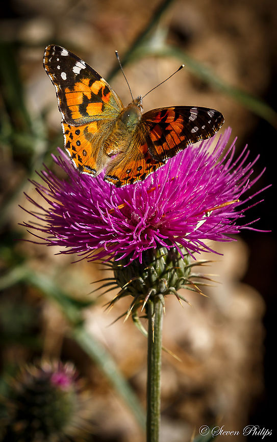 Thistle at 3000m This american snout was snapped at 3000m on Mt Lemmon outside of Tucson, AZ. American Painted Lady,Cirsium vulgare,Spear Thistle,Vanessa virginiensis