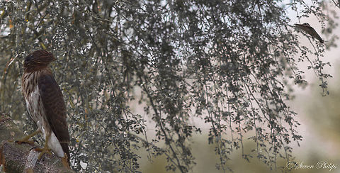 You want to play? OK, look at full screen mode and as big as you can without blowing out the resolution. What do you see?? I do not manipulate photographs by overlaying two subjects into a single image (except for astrophotography), this was all about timing and luck! Accipiter cooperii,Coopers Hawk