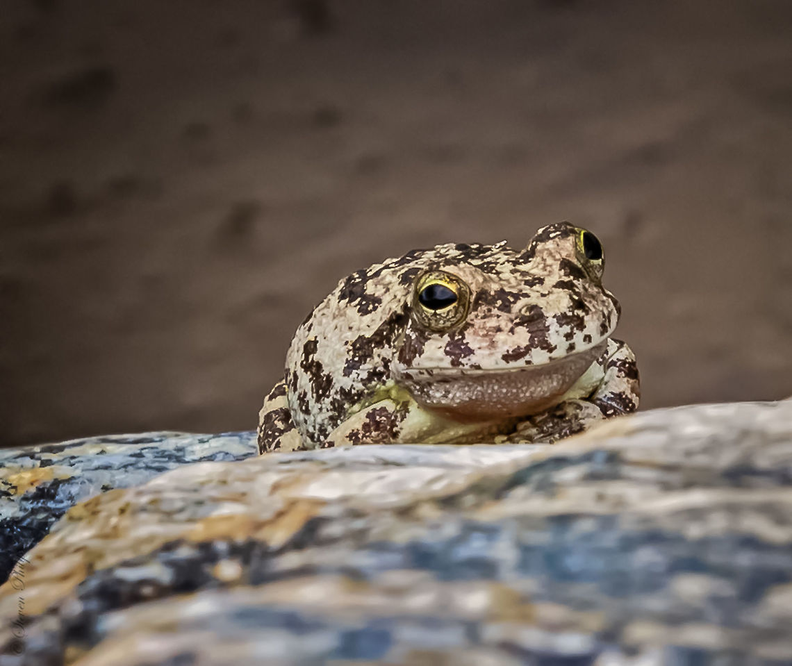Canyon Tree Frog These tree frogs come down to cool off in the small creeks and pools that are created from rains and snow melt in the high mountains around Tucson, AZ. The area I captured this image is found about 800m below the peak of Mt Lemmon (approx. 3000m). Canyon tree frog,Hyla arenicolor