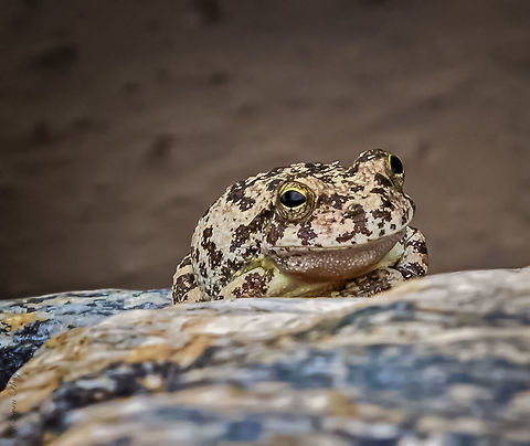 Canyon tree frog