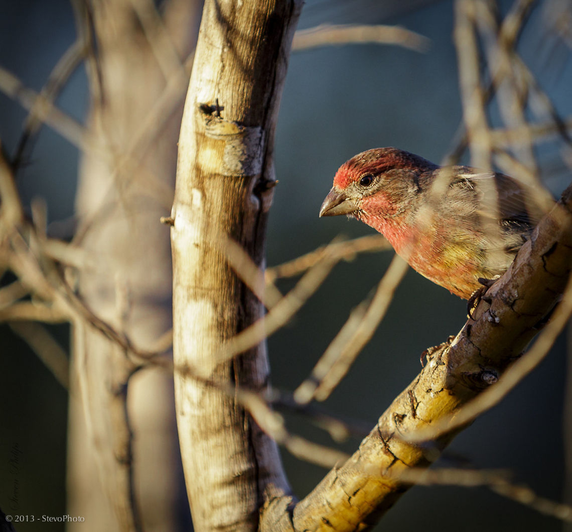 Common House Finch I just like the framing Carpodacus mexicanus,House Finch