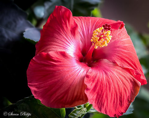 Full Frame HiRes Hibiscus 16 image focus stack. look at original file and zoom in. great detail! Chinese hibiscus,Geotagged,Hibiscus rosa-sinensis,United States