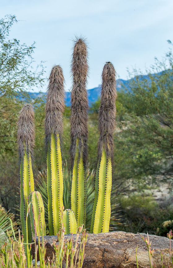 Senita Cactus Furry cactus also refer to as &quot;whisker cactus&quot; can reach heights up to 7m. Pachycereus schottii