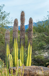 Senita Cactus Furry cactus also refer to as "whisker cactus" can reach heights up to 7m. Pachycereus schottii
