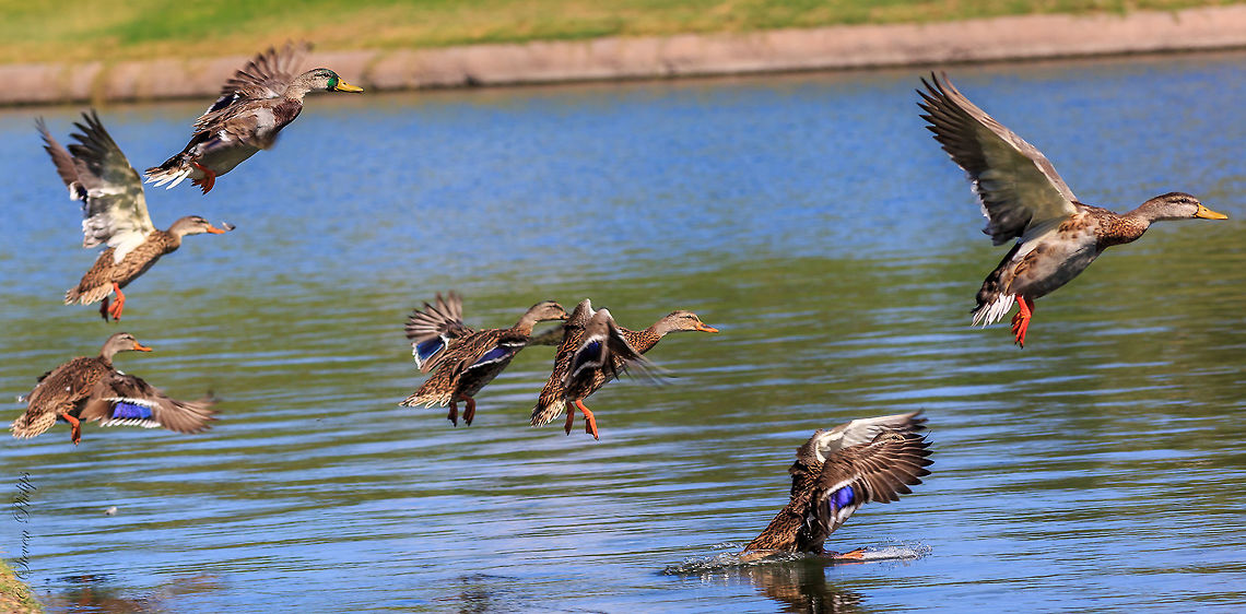 Female Mallards A group of migrating mallards plunging into the cool water of a golf course pond on the way back north. Anas platyrhynchos,Mallard