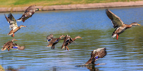 Female Mallards A group of migrating mallards plunging into the cool water of a golf course pond on the way back north. Anas platyrhynchos,Mallard