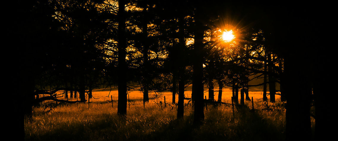 Sunrise in Flagstaff, Arizona, USA Morning wake up calls through a stand of Ponderosa Pines in the mountains of Arizona. arizona,ponderosa pine,sunrise