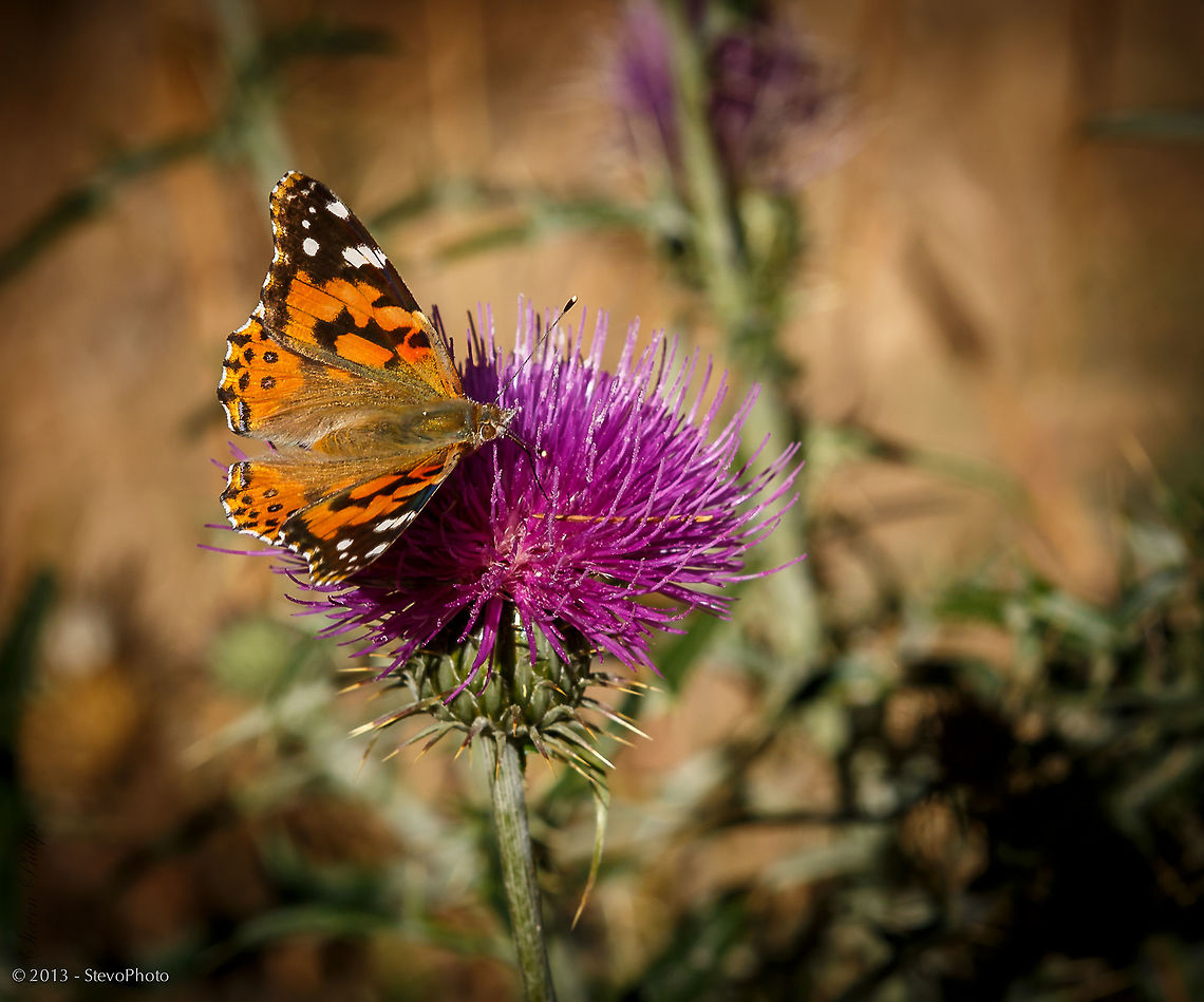 American Painted Lady #2 Second image American Painted Lady,Vanessa virginiensis