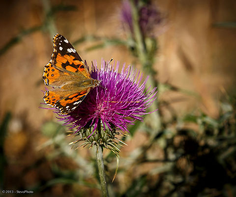 American Painted Lady #2 Second image American Painted Lady,Vanessa virginiensis