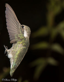 Backing Up #2 Second shot of reverse flight. Broad-tailed hummingbird,Calothorax lucifer,Calypte costae,Costas hummingbird,Lucifer sheartail,Selasphorus platycercus,hummingbird