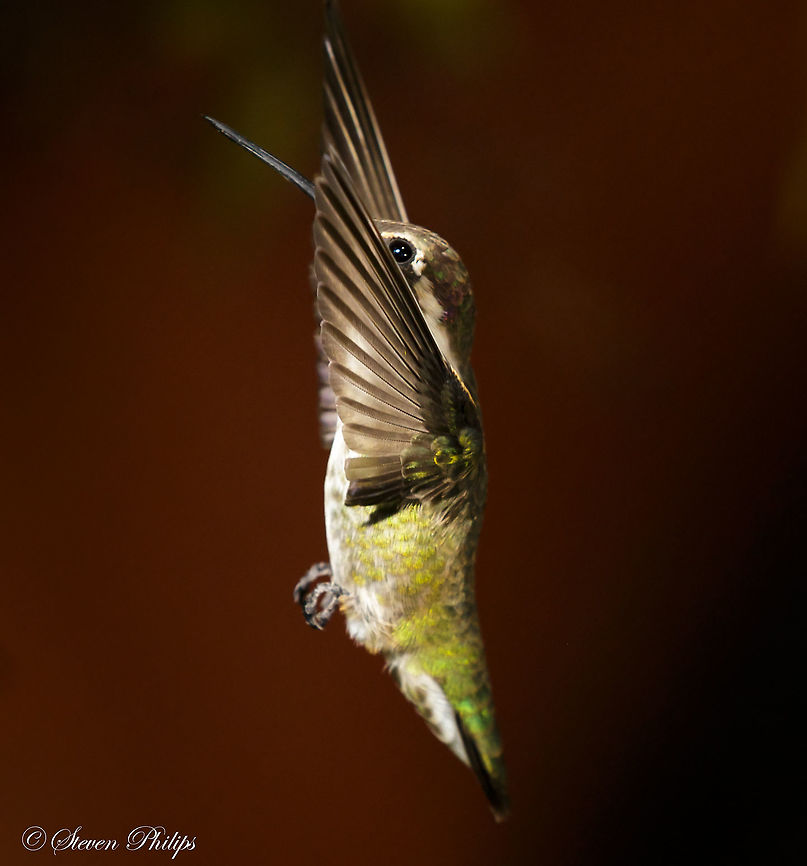Female Backing Up! This was the actual position caught in reverse flight. I am always amazed at how these birds can maneuver. Annas hummingbird,Broad-tailed hummingbird,Calothorax lucifer,Calypte anna,Hummingbird,Lucifer sheartail,Selasphorus platycercus