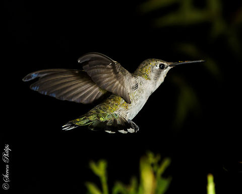 Spreading Tail Feathers Here is a rare capture (from my experience) of capturing the spread of the tail feathers. They can fan out extremely wide adding to this amazing birds flight acrobatics and stability.  Annas hummingbird,Broad-tailed hummingbird,Calothorax lucifer,Calypte anna,Lucifer sheartail,Selasphorus platycercus,hummingbird