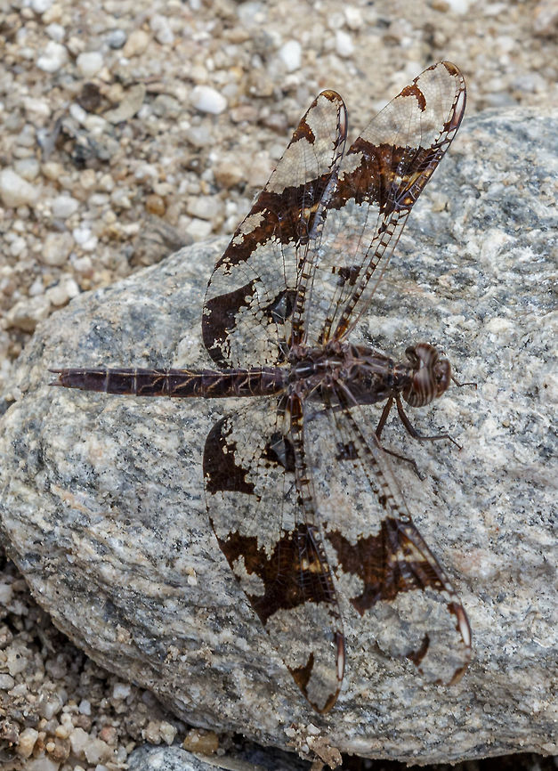 Filigree Skimmer Found on a hike up Sabino Canyon on the way to Mt Lemmon outside of Tucson, Arizona Filigree skimmer,Pseudoleon superbus