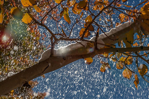 Quaking Aspen Aspen in fall with an early snowfall. Populus tremuloides
